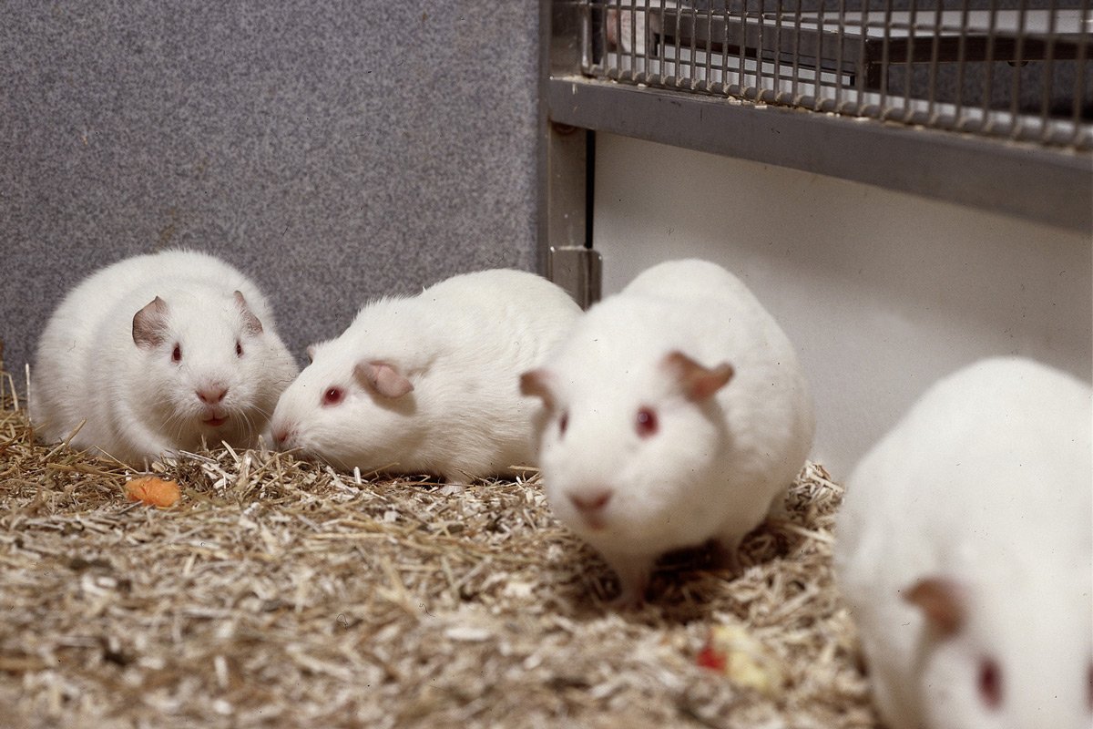 Advancements in Bone Regeneration: Insights from Animal Models